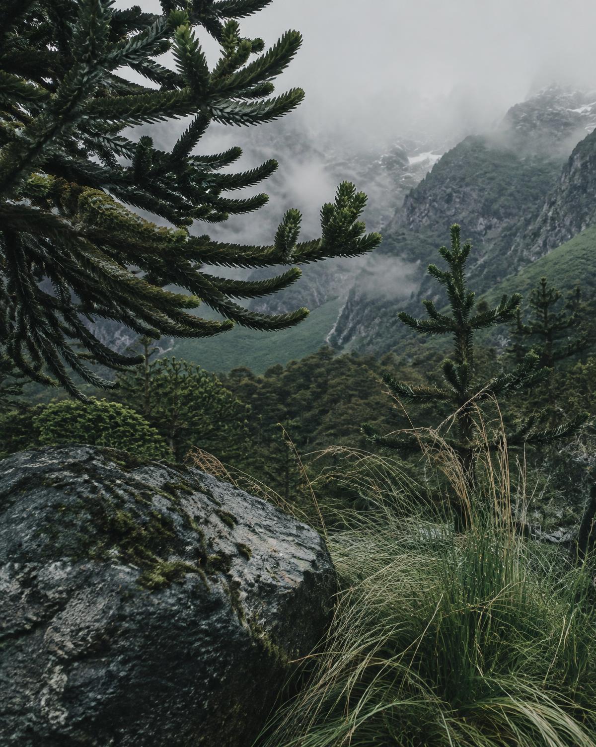 Detalhe de araucárias, pedra e vegetação da serra